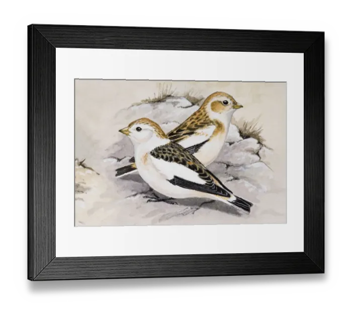 Framed Print : Snow bunting (Plectrophenax nivalis), two birds sitting side by side, side view Framed Print : Snow bunting (Plectrophenax nivalis), two birds sitting side by side, side view