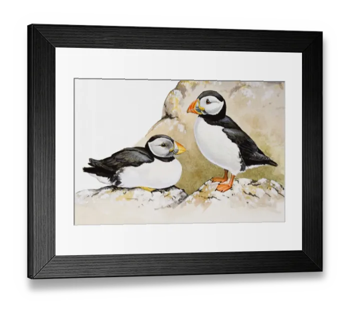 Framed Print : Atlantic puffins (Fratercula arctica), one seated and the other standing, side view