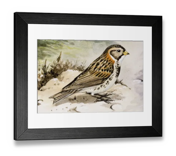 Framed Print : Little bunting (Emberiza pusilla), side view Framed Print : Little bunting (Emberiza pusilla), side view