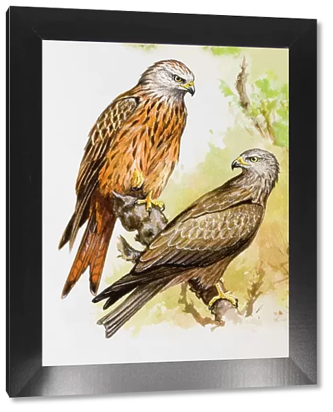 Red kite (Milvus milvus), two birds perching on a branch, one perching on top end of branch, the other looking over shoulder