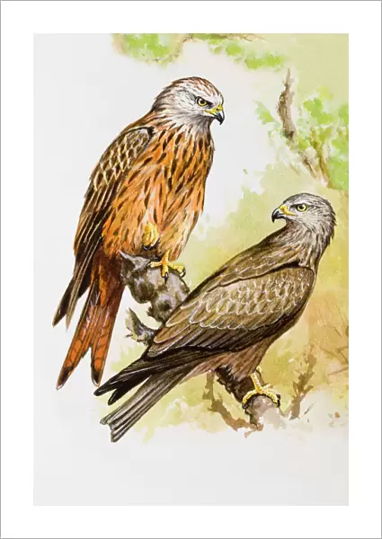 Red kite (Milvus milvus), two birds perching on a branch, one perching on top end of branch, the other looking over shoulder