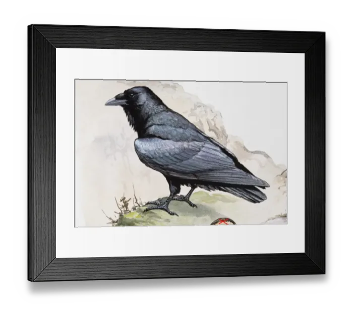 Framed Print : Raven (Corvus corax) perching on cliff edge, side view Framed Print : Raven (Corvus corax) perching on cliff edge, side view