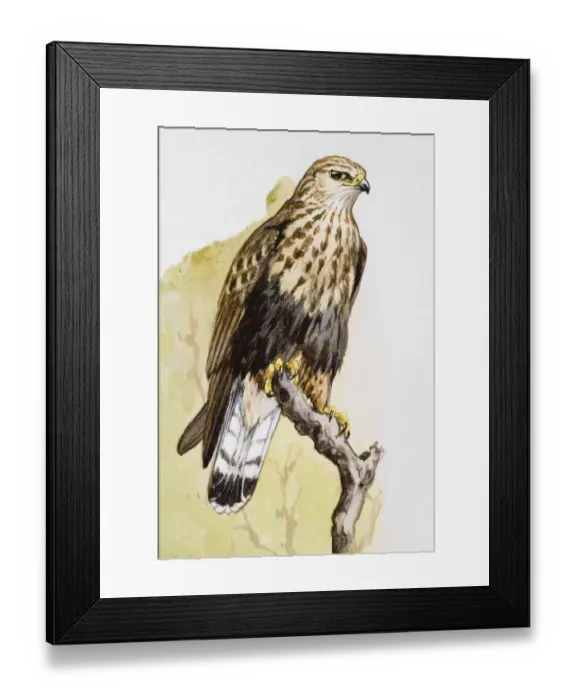 Framed Print : Buzzard (Buteo buteo), perching on a branch