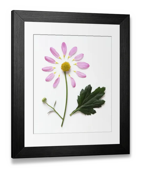 Framed Print : Daisy-like flower with detached, mauve petals, unfurled bud, yellow center, and green leaf