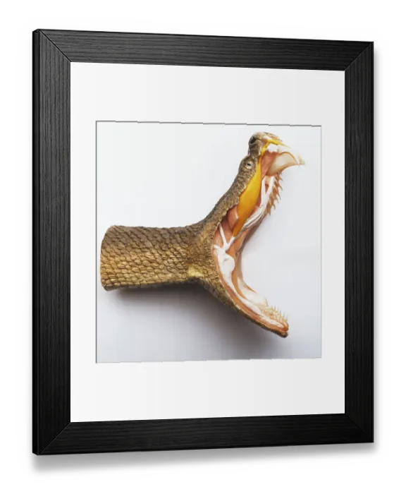 Framed Print : Rattlesnake, mouth wide open, showing fangs and interior of mouth and neck, cross-section Framed Print : Rattlesnake, mouth wide open, showing fangs and interior of mouth and neck, cross-section