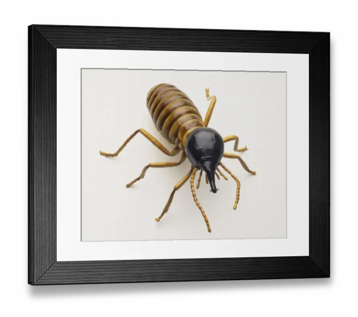 Framed Print : Nasute Soldier Termite, elevated view Framed Print : Nasute Soldier Termite, elevated view
