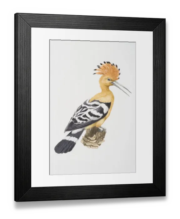 Framed Print : Hoopoe (Upupa epops), adult Framed Print : Hoopoe (Upupa epops), adult