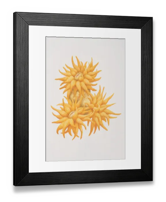 Framed Print : Golden Tubastrea (Tubastrea aurea), bright colored orange coral Framed Print : Golden Tubastrea (Tubastrea aurea), bright colored orange coral
