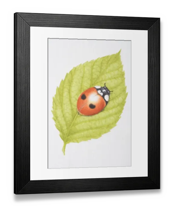 Framed Print : Two-Spotted Lady Beetle, Two-spotted Ladybird (Adalia bipunctata), on green leaf