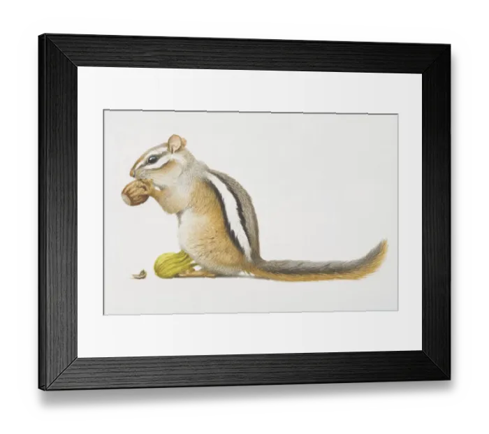 Framed Print : Least chipmunk (Tamias minimus), small squirrel-like rodent feeding on nut Framed Print : Least chipmunk (Tamias minimus), small squirrel-like rodent feeding on nut