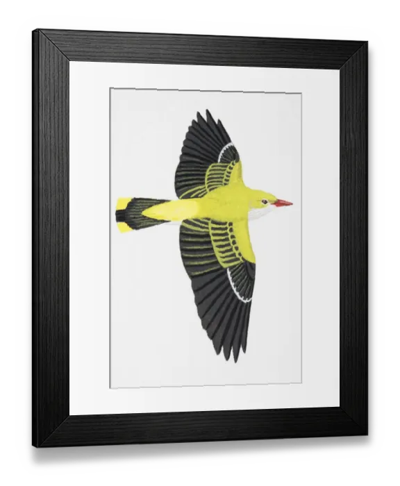 Framed Print : Golden Oriole (Oriolus oriolus), adult female Framed Print : Golden Oriole (Oriolus oriolus), adult female