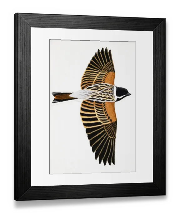 Framed Print : Reed Bunting (Emberiza schoeniclus), adult male