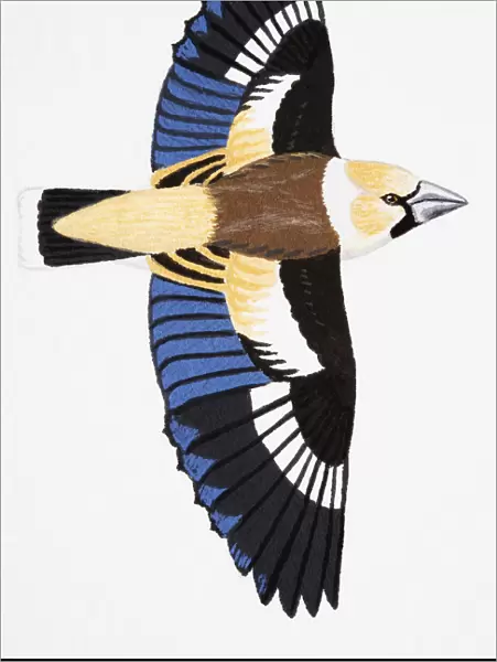 Hawfinch (Coccothraustes coccothraustes), adult