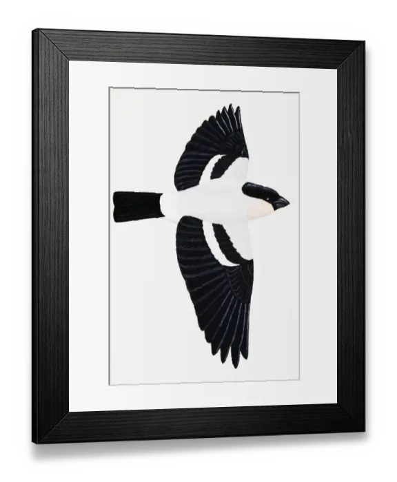 Framed Print : Bullfinch or Eurasian Bullfinch (Pyrrhula pyrrhula), adult male Framed Print : Bullfinch or Eurasian Bullfinch (Pyrrhula pyrrhula), adult male