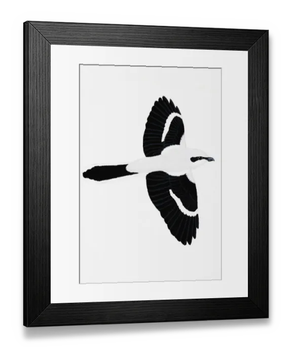 Framed Print : Great Gray Shrike (Lanius excubitor), adult Framed Print : Great Gray Shrike (Lanius excubitor), adult