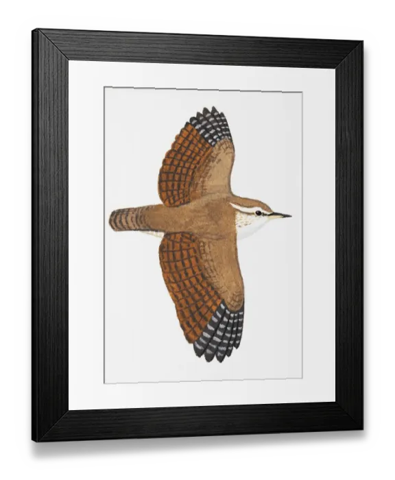 Framed Print : Wren (Troglodytes troglodytes), adult Framed Print : Wren (Troglodytes troglodytes), adult