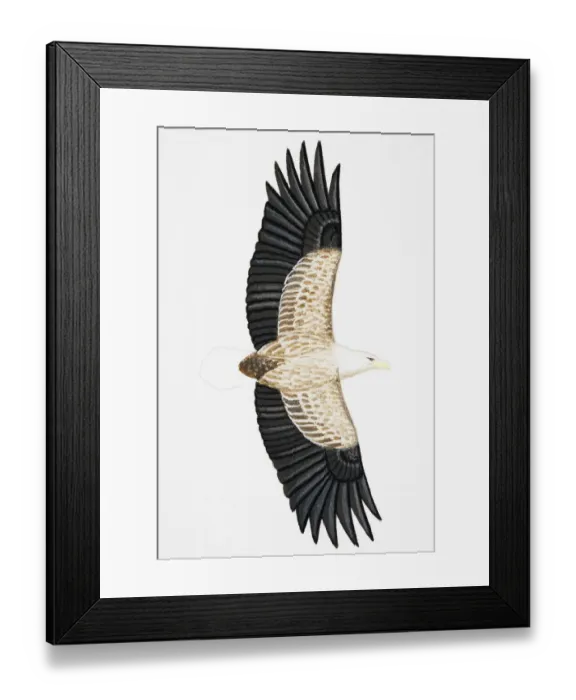 Framed Print : White-tailed Eagle (Haliaeetus albicilla), also known as Sea Eagle, Erne (sometimes Ern), or White-tailed Sea-eagle, adult Framed Print : White-tailed Eagle (Haliaeetus albicilla), also known as Sea Eagle, Erne (sometimes Ern), or White-tailed Sea-eagle, adult