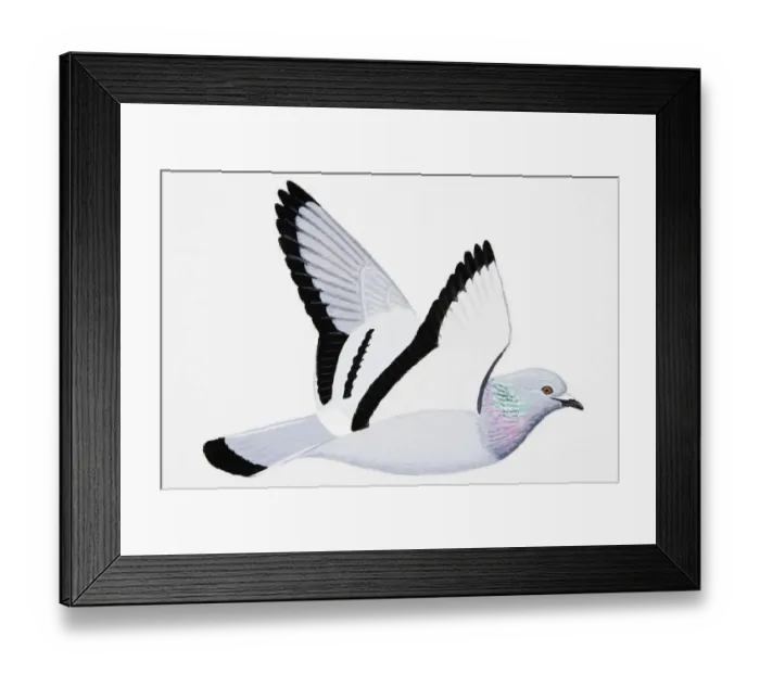 Framed Print : Rock Dove (Columba livia), adult Framed Print : Rock Dove (Columba livia), adult