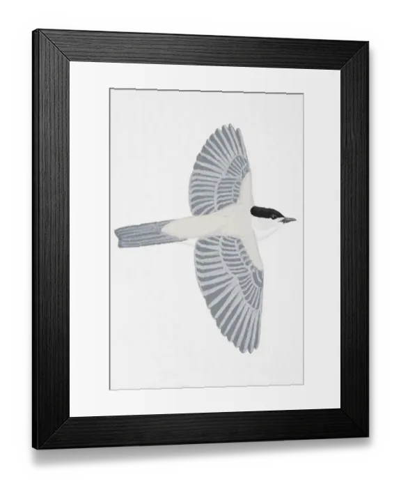Framed Print : Blackcap (Sylvia atricapilla), adult male Framed Print : Blackcap (Sylvia atricapilla), adult male