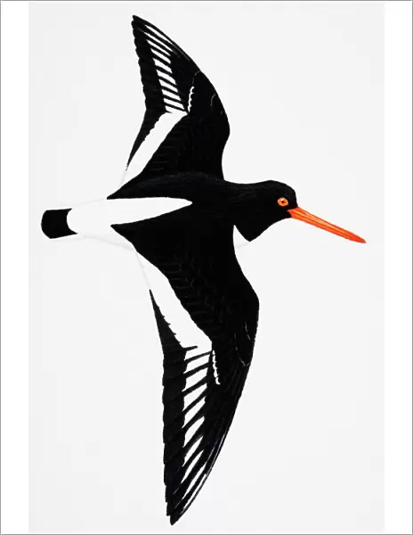 Oystercatcher (Haematopus ostralegus), also known as Common Pied Oystercatcher, adult