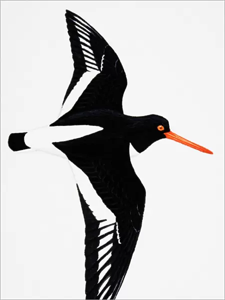 Oystercatcher (Haematopus ostralegus), also known as Common Pied Oystercatcher, adult