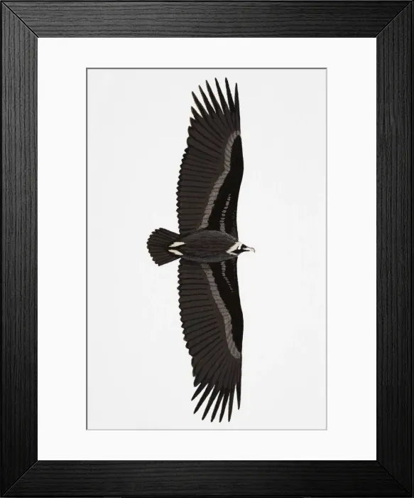 Framed Print : Black Vulture (Aegypius monachus), also known as Eurasian Vulture, Monk Vulture, Cinereous Vulture, adult Framed Print : Black Vulture (Aegypius monachus), also known as Eurasian Vulture, Monk Vulture, Cinereous Vulture, adult