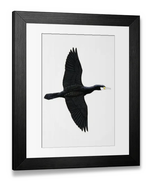 Framed Print : Great Cormorant (Phalacrocorax carbo), also known as Black Cormorant in Australia, adult Framed Print : Great Cormorant (Phalacrocorax carbo), also known as Black Cormorant in Australia, adult