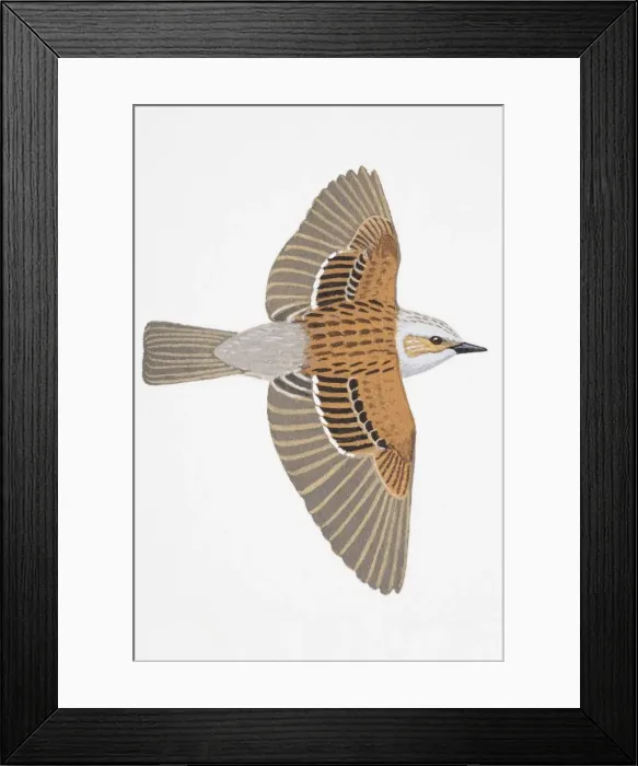 Framed Print : Dunnock (Prunella modularis), adult Framed Print : Dunnock (Prunella modularis), adult