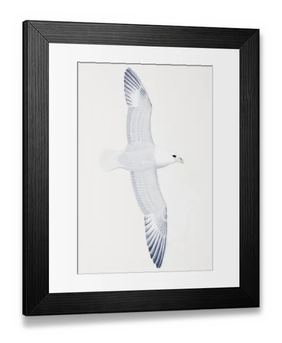 Framed Print : Northern Fulmar (Fulmarus glacialis), adult