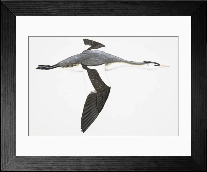Framed Print : Great Crested Grebe (Podiceps cristatus), adult, winter Framed Print : Great Crested Grebe (Podiceps cristatus), adult, winter