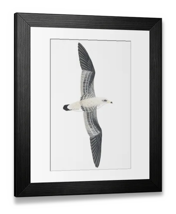 Framed Print : Corys Shearwater (Calonectris diomedea), adult Framed Print : Corys Shearwater (Calonectris diomedea), adult