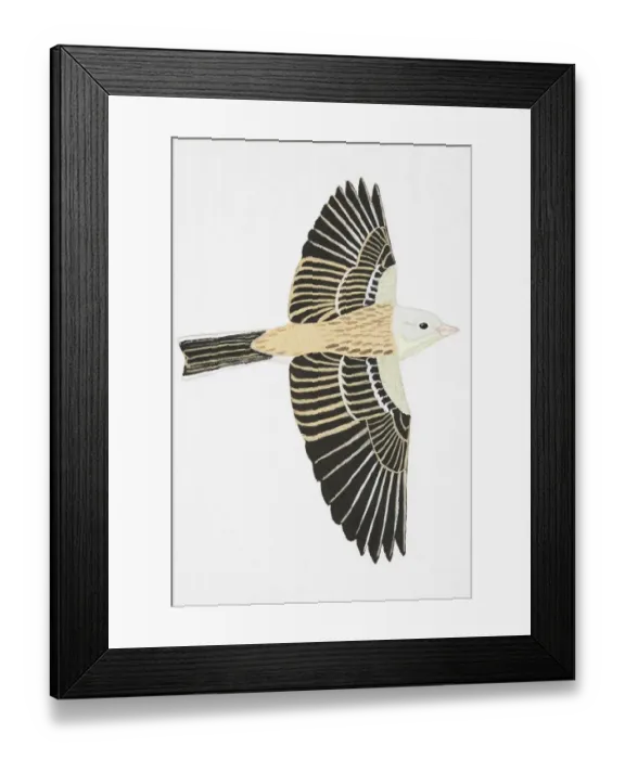 Framed Print : Ortolan Bunting (Emberiza hortulana), adult