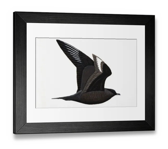 Framed Print : Arctic Skua (Stercorarius parasiticus), adult, summer Framed Print : Arctic Skua (Stercorarius parasiticus), adult, summer