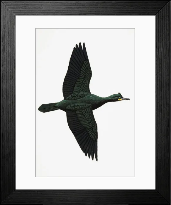 Framed Print : Shag (Phalacrocorax aristotelis), adult, breeding season Framed Print : Shag (Phalacrocorax aristotelis), adult, breeding season