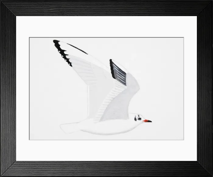 Framed Print : Black-headed Gull (Larus ridibundus), adult, winter Framed Print : Black-headed Gull (Larus ridibundus), adult, winter