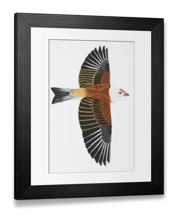Framed Print : Linnet (Carduelis cannabina), adult male Framed Print : Linnet (Carduelis cannabina), adult male