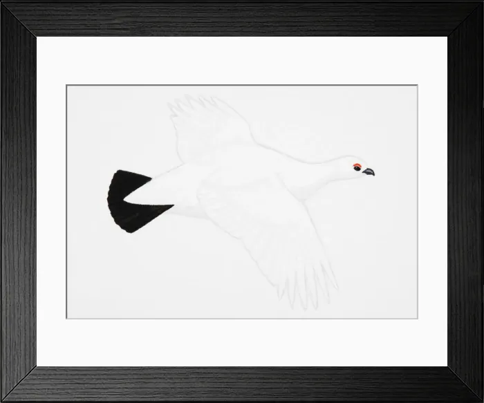 Framed Print : Willow Grouse (Lagopus lagopus), or Willow Ptarmigan (North America), adult, winter plumage Framed Print : Willow Grouse (Lagopus lagopus), or Willow Ptarmigan (North America), adult, winter plumage