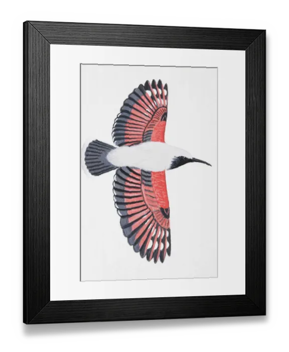 Framed Print : Wallcreeper (Tichodroma muraria), adult male Framed Print : Wallcreeper (Tichodroma muraria), adult male
