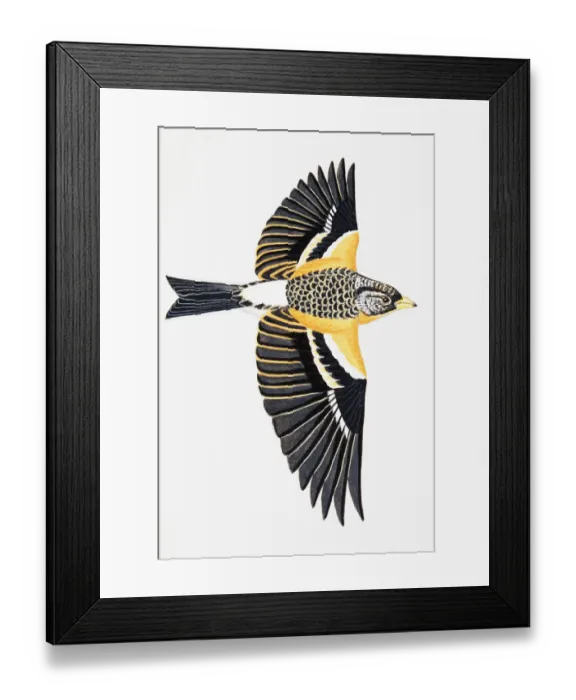 Framed Print : Brambling (Fringilla montifringilla), adult female Framed Print : Brambling (Fringilla montifringilla), adult female