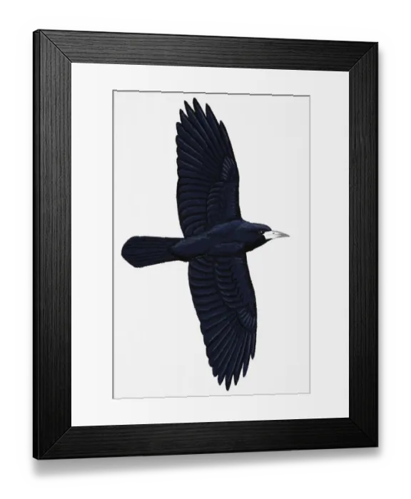 Framed Print : Rook (Corvus frugilegus), adult