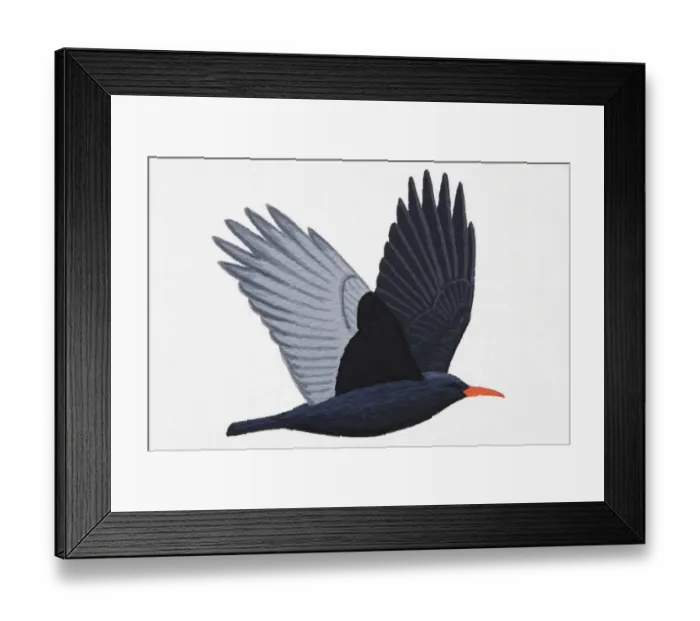 Framed Print : Chough (Pyrrhocorax pyrrhocorax), adult