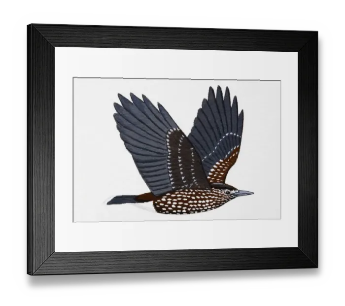 Framed Print : Nutcracker (Nucifraga caryocatactes), adult Framed Print : Nutcracker (Nucifraga caryocatactes), adult