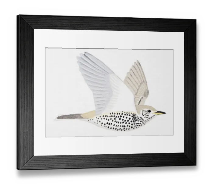 Framed Print : Mistle Thrush (Turdus viscivorus), adult Framed Print : Mistle Thrush (Turdus viscivorus), adult