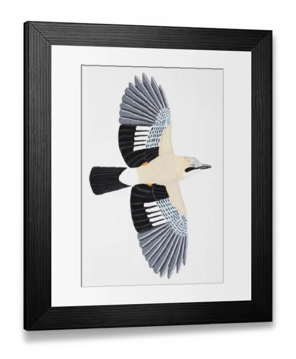 Framed Print : Eurasian Jay (Garrulus glandarius), adult Framed Print : Eurasian Jay (Garrulus glandarius), adult