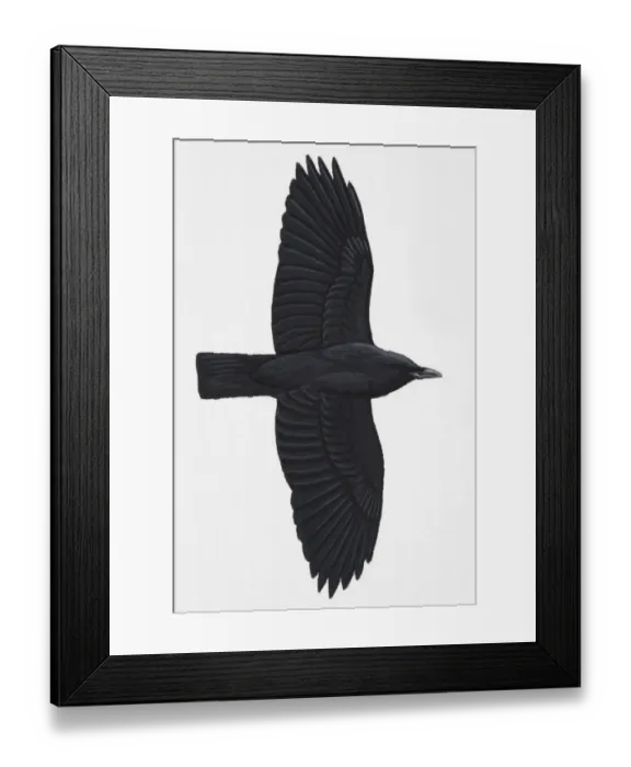 Framed Print : Carrion Crow (Corvus corone), adult Framed Print : Carrion Crow (Corvus corone), adult