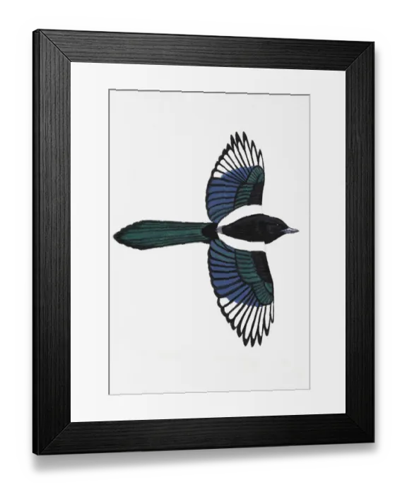 Framed Print : Magpie (Pica pica), adult Framed Print : Magpie (Pica pica), adult