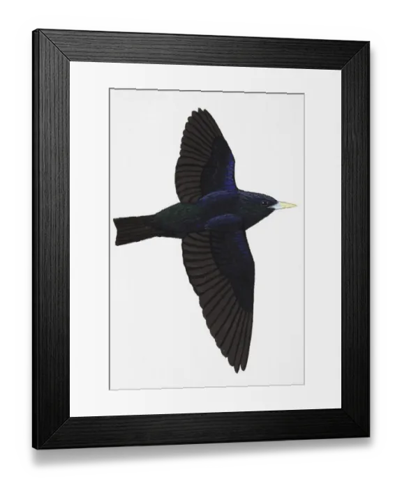 Framed Print : Spotless Starling (Sturnus unicolor), adult Framed Print : Spotless Starling (Sturnus unicolor), adult