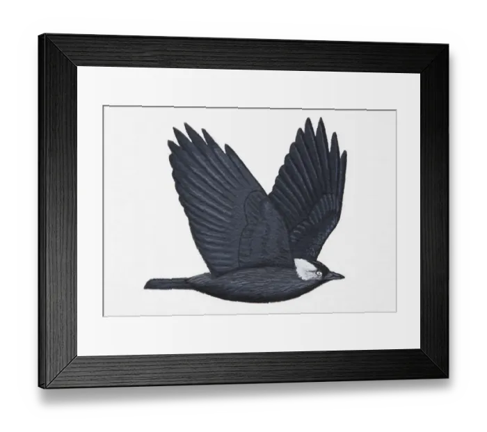 Framed Print : Jackdaw (Corvus monedula), adult