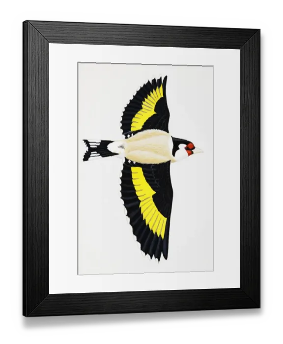 Framed Print : Goldfinch (Carduelis carduelis), adult Framed Print : Goldfinch (Carduelis carduelis), adult