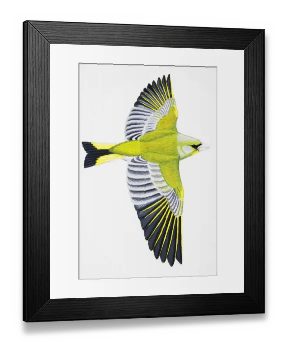 Framed Print : Greenfinch (Carduelis chloris), adult male Framed Print : Greenfinch (Carduelis chloris), adult male